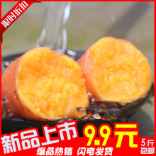 山芋沂蒙山纯天然农家番薯鲜生红薯黄心地瓜5斤装 农家新鲜红薯