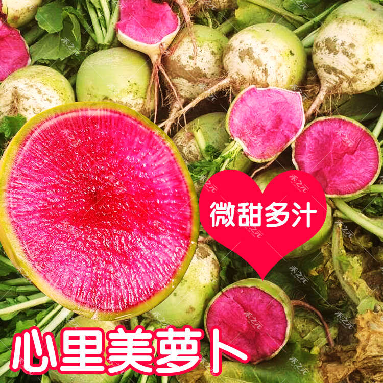 心里美萝卜种子 北京杂交满堂红 板叶 水果红心 四季秋季推荐r