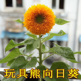 复瓣玩具熊向日葵种子 观赏矮向日葵花 阳台盆栽春播易种植物r