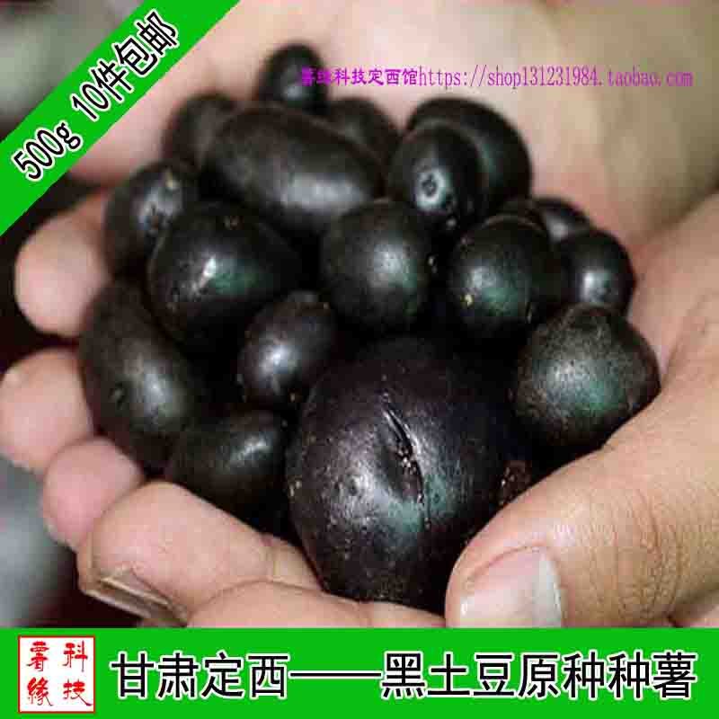 甘肃定西脱毒新鲜黑土豆紫土豆种子黑金刚原种紫马铃薯非紫薯包邮