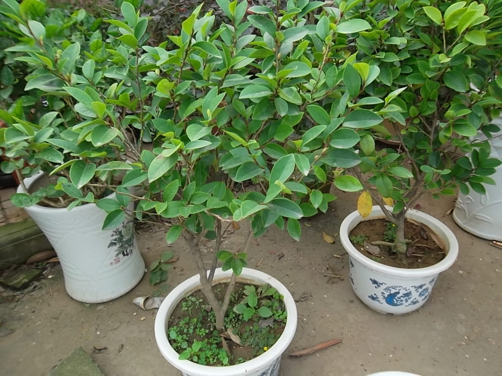 推荐盆栽花卉绿植 浓香植物 含笑花盆栽含笑花 含笑盆栽香蕉花