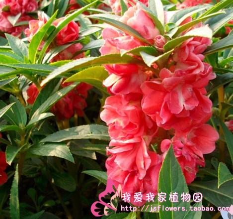 10包邮凤仙花种子 指甲花 盆栽 急性子透骨草 花卉种子混色 80粒