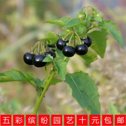 四季播农家野生龙葵黑天天种子黑悠悠蔬菜蔬果野菜种子阳台盆栽