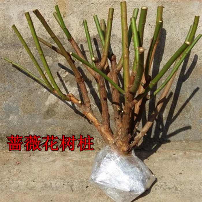 蔷薇花苗庭院阳台爬藤植物盆栽多花蔷薇10年15年树桩藤本月季花苗