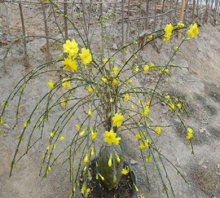 迎春花龙爪盆景_特价|包邮_杜鹃红山茶小苗,四季杜鹃