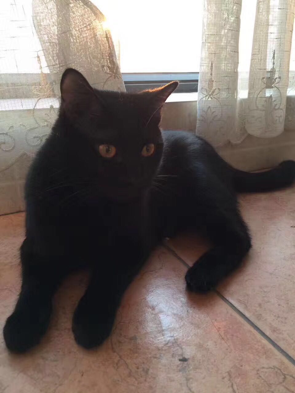 自家繁殖*纯种家养* 孟买猫 小黑猫 招财辟邪猫 活体