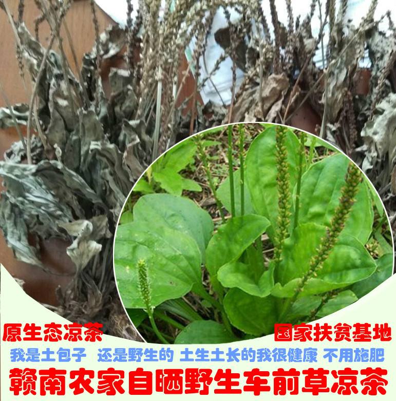 新晒车前草干车轮菜五根草车轱辘菜然野生原生态绿色凉茶200克