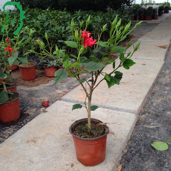 秒杀盆栽花卉绿植 朱瑾花苗 牡丹芙蓉 扶桑花 包邮带花发货