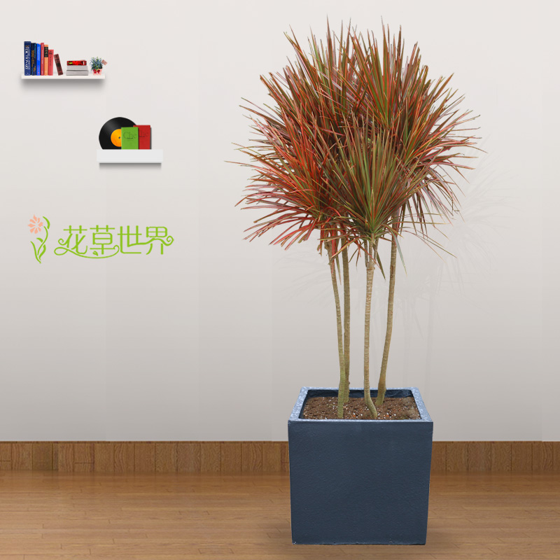1.6米彩色千年木盆栽三色龙血树办公室客厅室内植物净化空气绿植