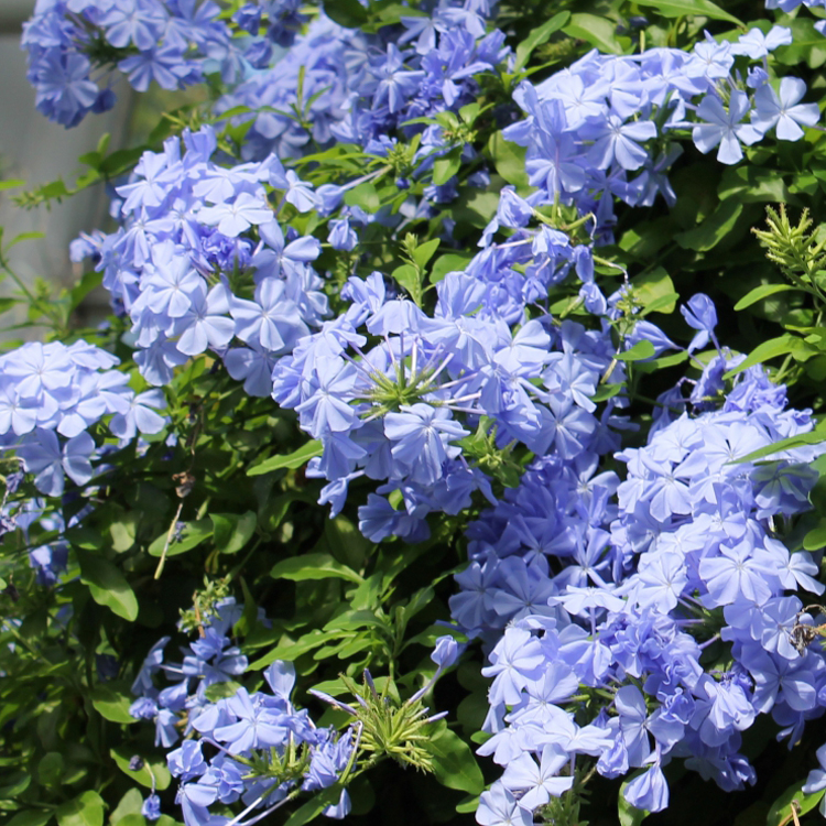 藤本攀岩爬藤植物 蓝雪花 盆栽花卉多花耐热夏日开花机器 很耐热