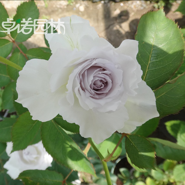 日系多花香水月季花苗 加百列大天使(报喜天使) 白色浓香玫瑰花苗