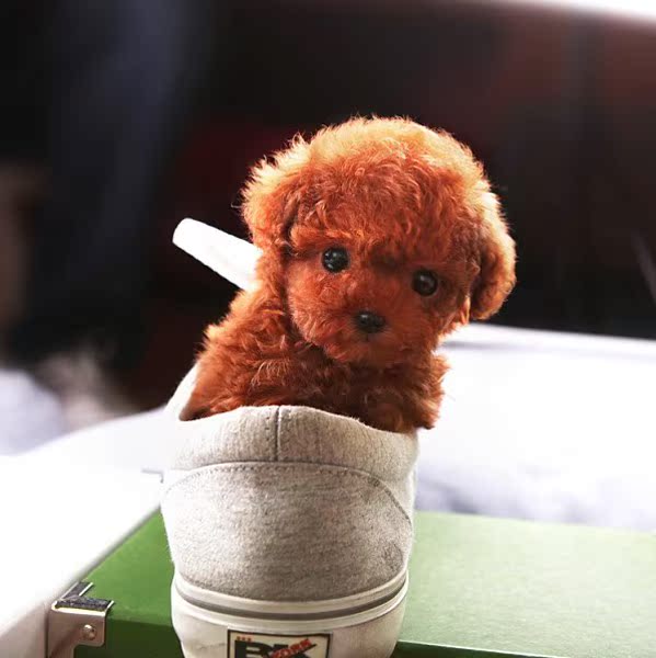 正品[泰迪熊毛衣链]毛衣泰迪熊评测 泰迪犬毛衣