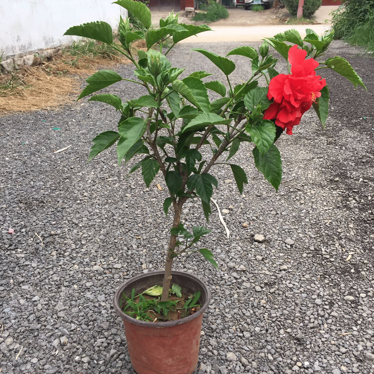 芙蓉花盆栽的花 四季开花 室内 富贵芙蓉牡丹大花重瓣植物包邮