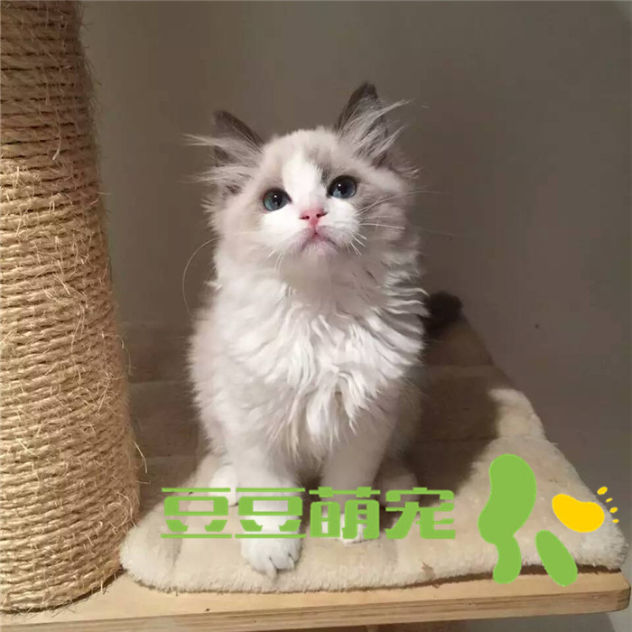 布偶猫 幼猫纯种布偶猫双色纯种布偶猫幼猫宠物活体宠物猫布偶