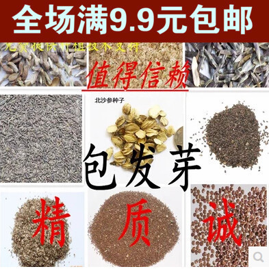 中药材种子白芷桔梗板蓝根丹参决明子党参柴胡防风白芨蒲公英批发