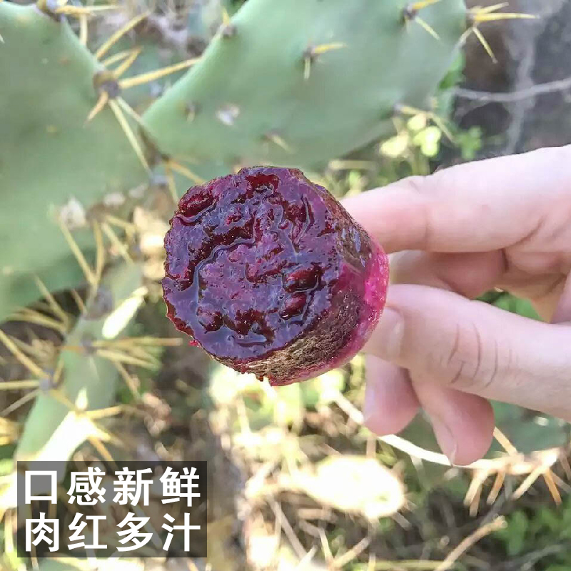 送柠檬 拍2件减3元 海南三亚仙人掌果 新鲜水果 野生火龙果空运