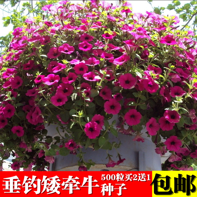 矮牵牛种子