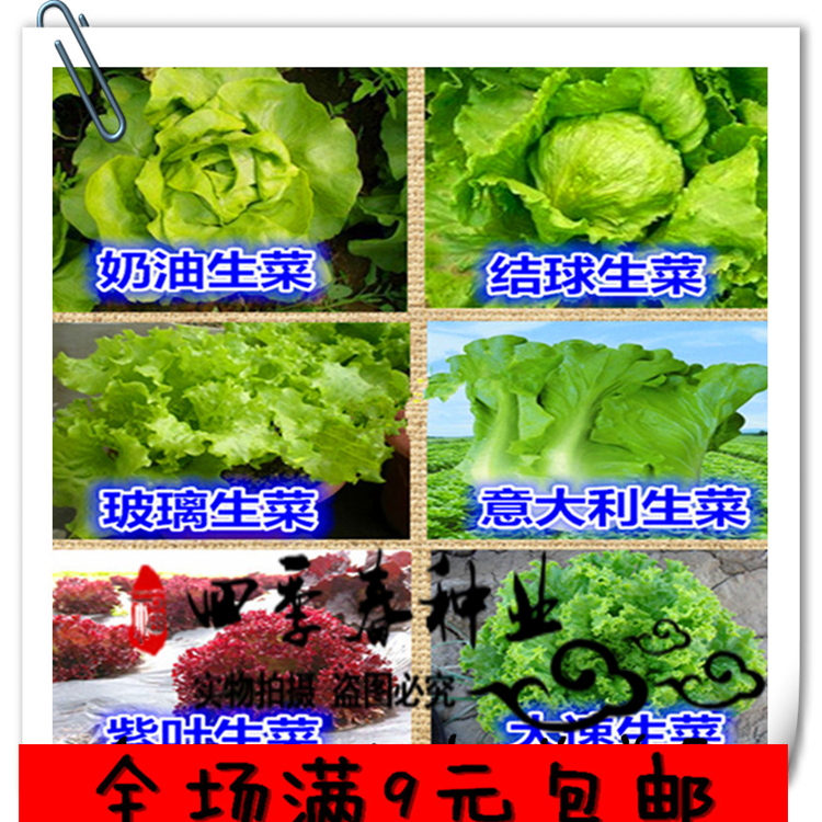 生菜种子玻璃生菜奶油生菜紫叶生菜大速生生菜丸叶壬生菜进口生菜