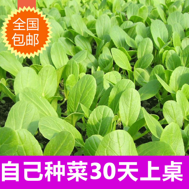 奶油 小白菜菜种子 四季播 蔬菜种子 包邮 夏季 阳台鸡毛菜小青菜