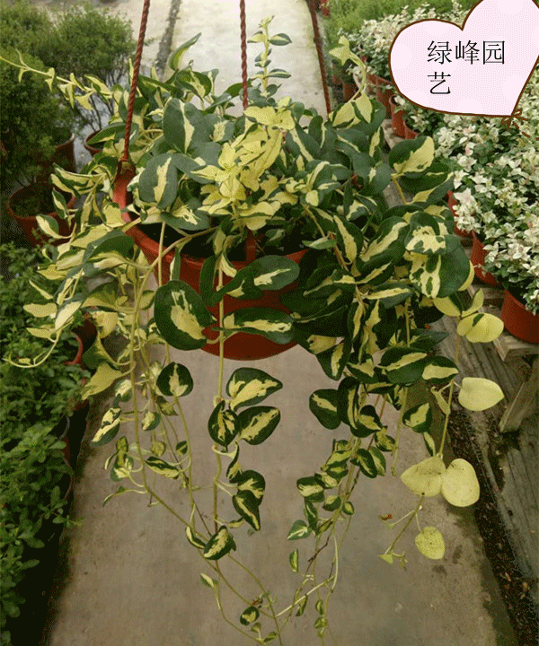 垂吊植物常春藤【黄金花叶蔓盆栽】金边吊兰 金边常春藤吸甲醛