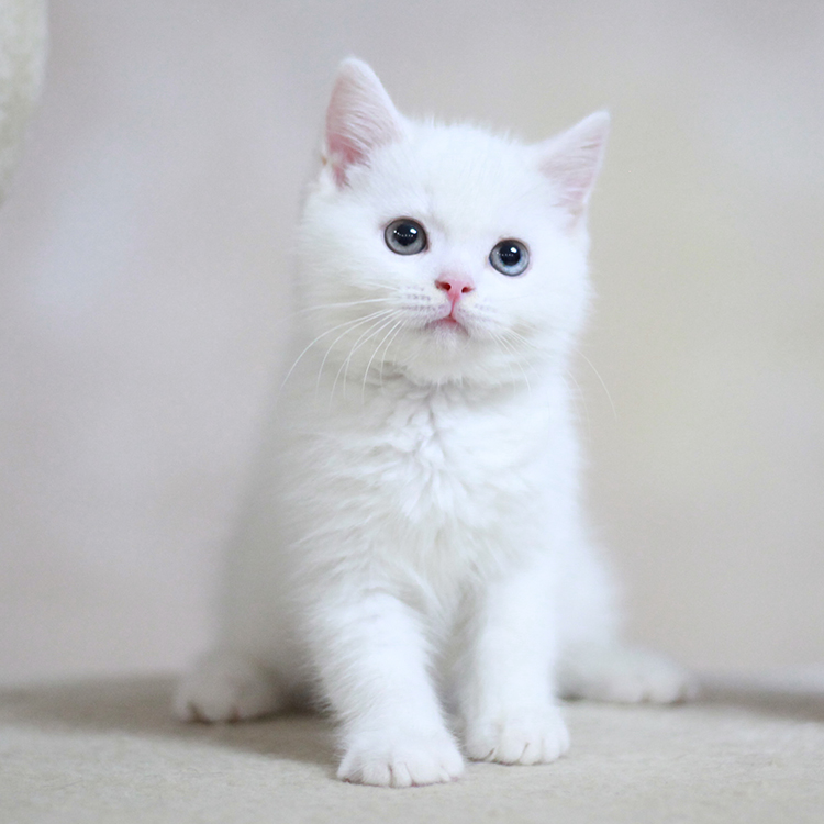 纯种英国短毛猫异瞳鸳鸯眼英短纯白宠物猫咪活体 家养可爱萌宠