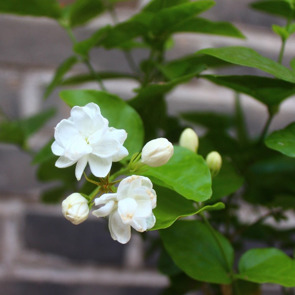 茉莉花盆栽花卉观花植物四季绿植阳台开花植物盆景茉莉花