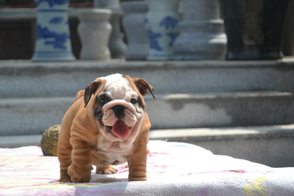 英国斗牛犬 英斗 纯种幼犬 活体宠物狗狗 英牛幼犬 英