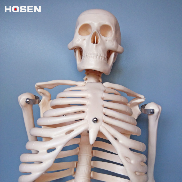 骨骼模型85cm人体全身骨骼模型骨架结构造展示教学模型骷髅头医学