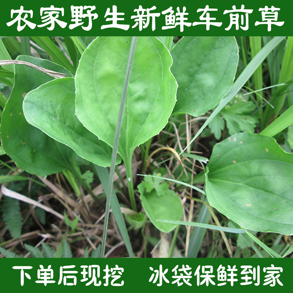 新鲜野生车前草车前草中药材车前草茶车轮菜下单后现挖3斤包邮