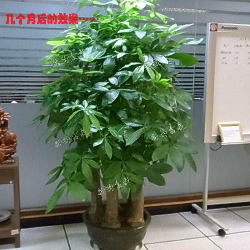 室内大型植物 五杆大发财树盆栽 公司开业送礼高档盆景办公室绿植