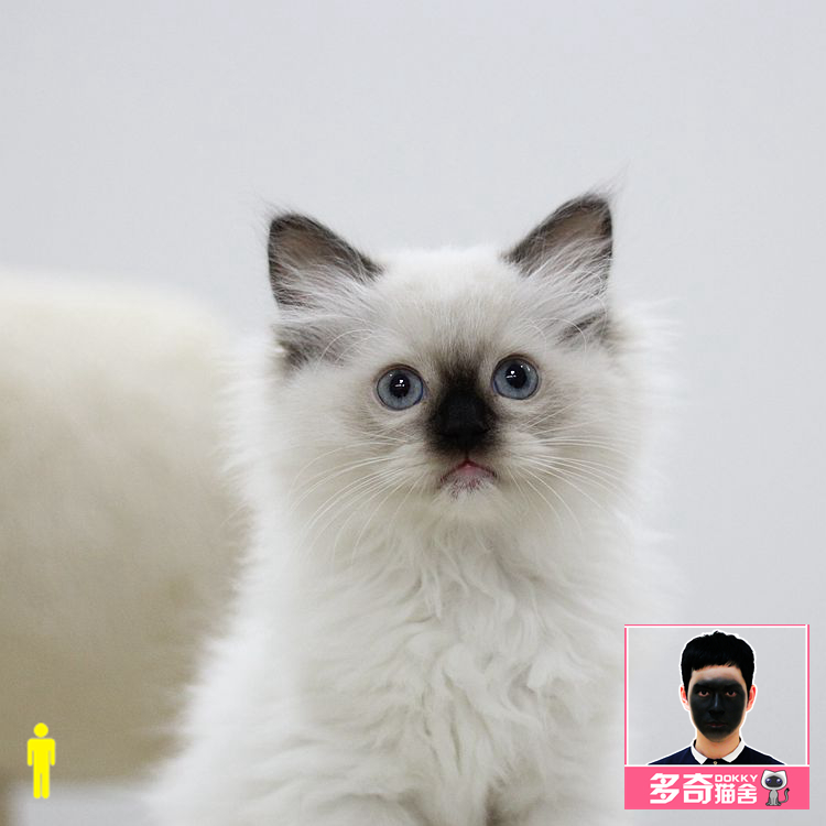 多奇猫舍-布偶猫活体幼猫美国布偶家养纯种宠物猫海豹重点色