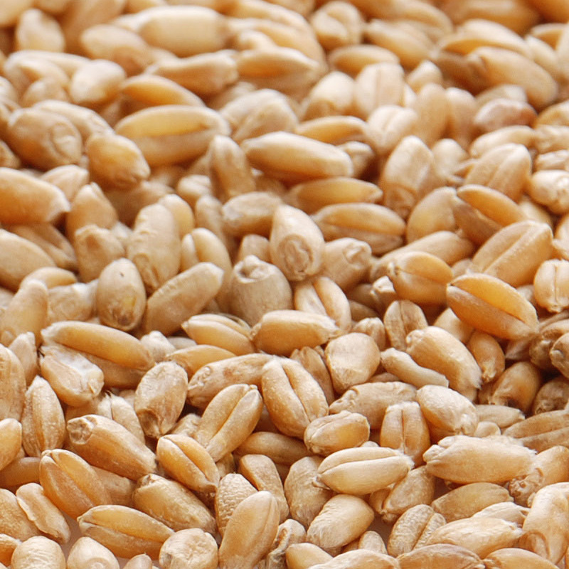 今年农家种植带皮小麦 杂粮大麦粒 优质小麦 煮粥麦粒