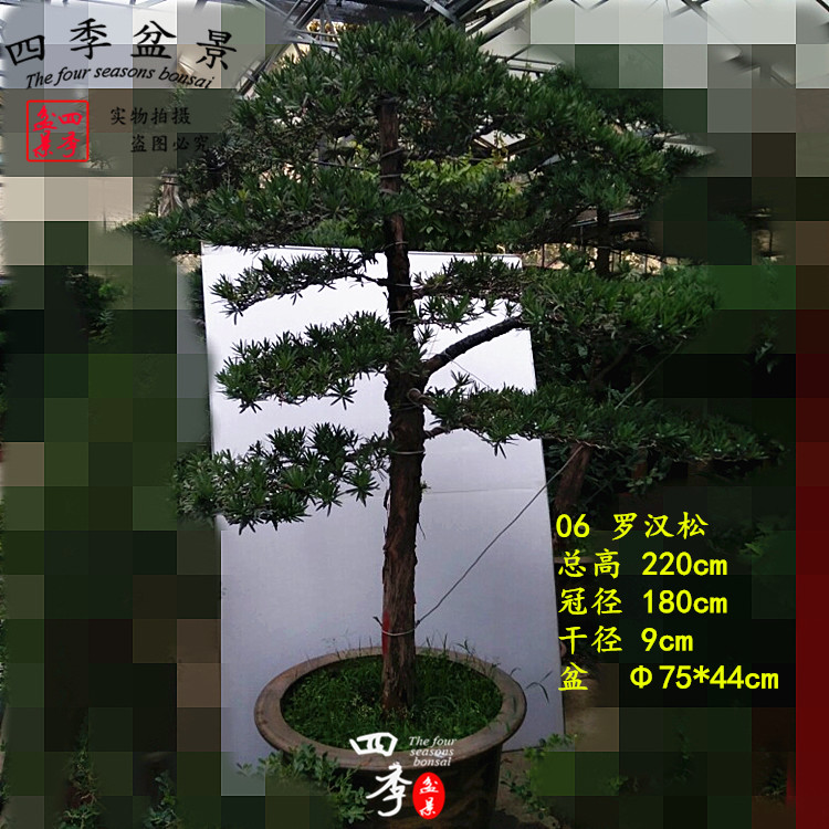 大型罗汉松盆景树桩 珍珠罗汉松古桩盆景实物 造型罗汉松盆景实物