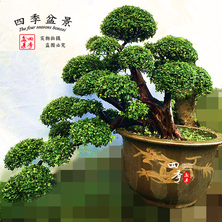 实拍中大型雀梅盆景 精品悬崖式盆景树桩古桩 庭院别墅高档植包邮