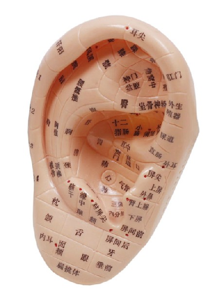 耳按摩模型(13cm) 耳模型耳按摩模型耳部反射区穴位/耳穴模型耳朵