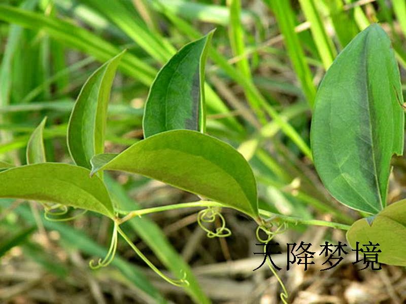 野生草药材新鲜菝葜根金刚藤/铁菱角乌鱼刺 金刚根 金刚刺根500克