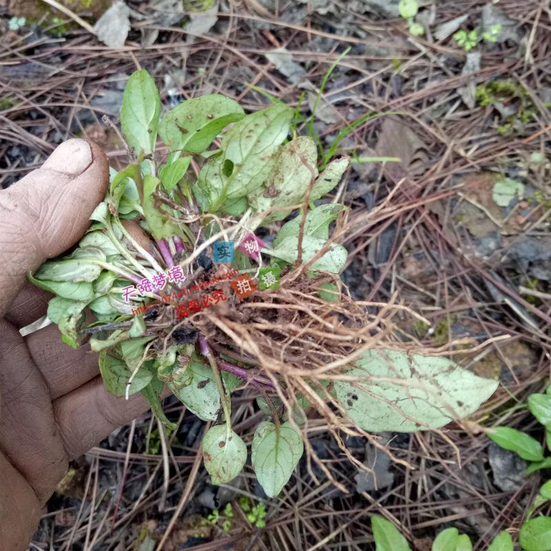 夏枯草苗 夏枯球种苗 铁色草 棒柱头花 棒槌草野生药材新鲜夏枯草