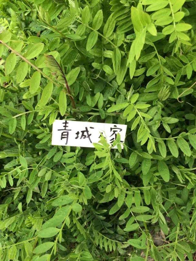 四川青城山绿色蔬菜优质鲜嫩苕菜巢菜有机蔬菜农家自种三斤包邮