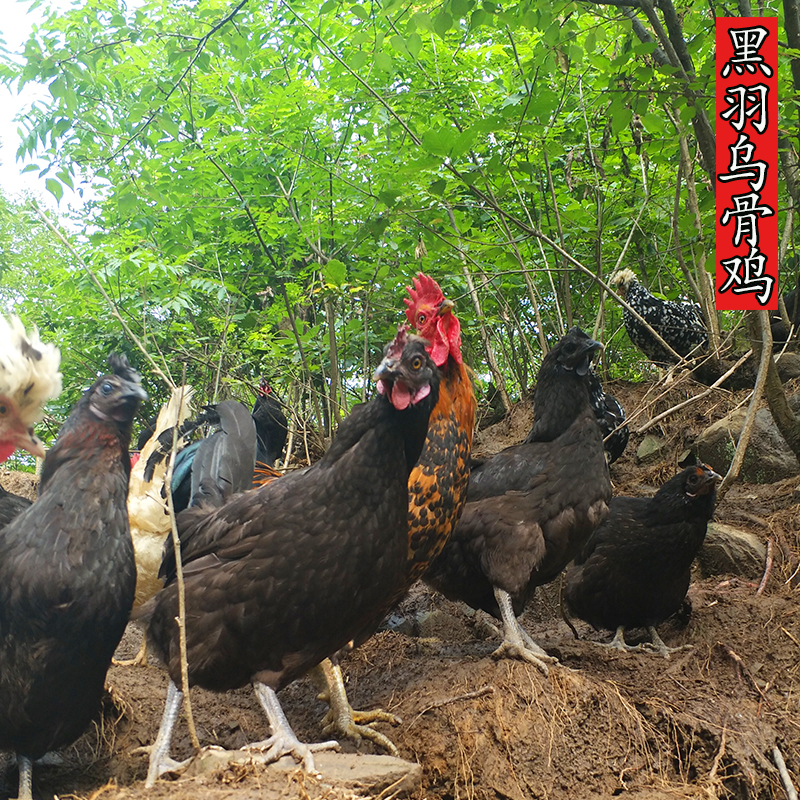 农家野外散养土鸡月子鸡黑柴鸡 现杀新鲜笨鸡老母鸡走地鸡2只