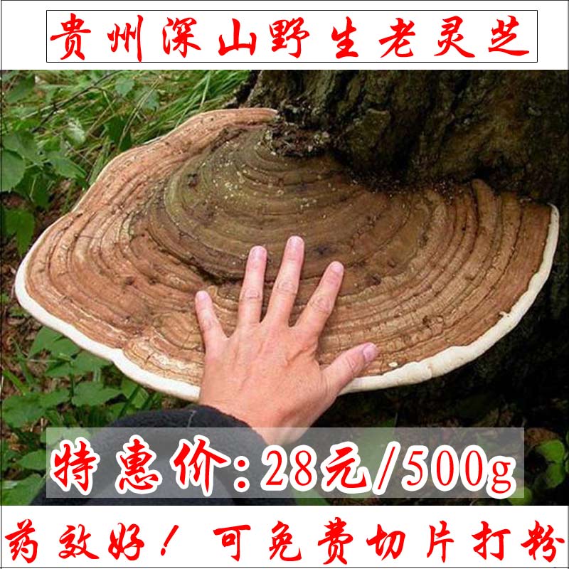 野灵芝 贵州野生灵芝纯天然正品500g包邮深山树舌灵芝片平盖灵茶
