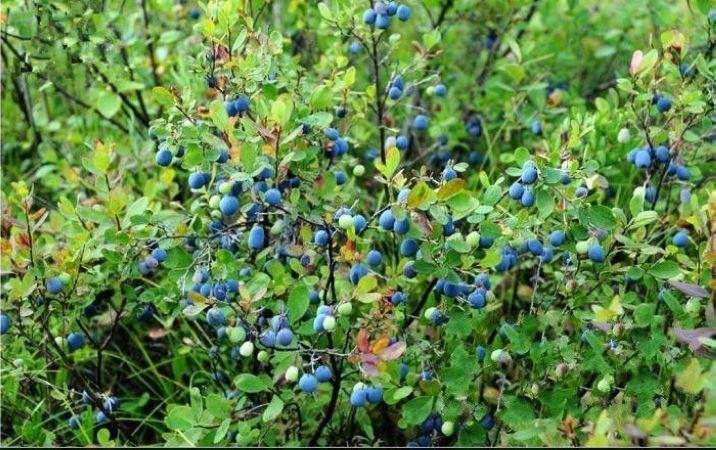 中国冷极野生蓝莓苗野生果树苗北方盆栽植物当年结果植物带土发货