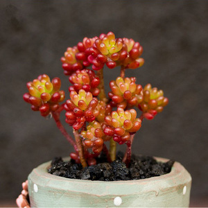 【多肉植物种植】最新淘宝网多肉植物种植优惠