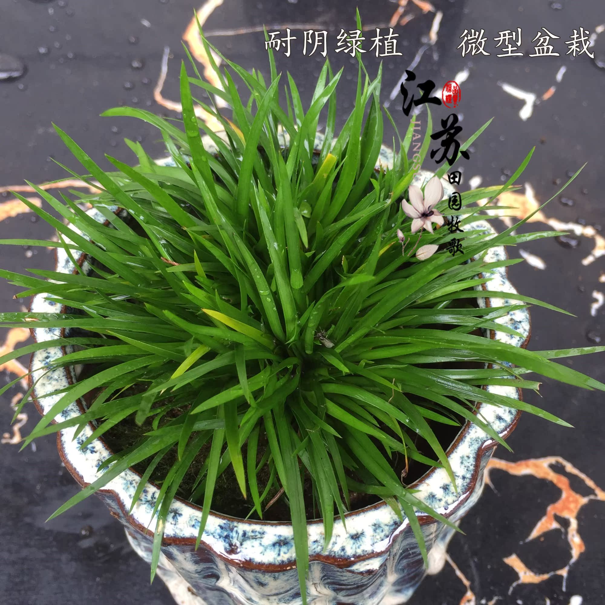 金钱菖蒲盆景植物室内随手香盆栽菖蒲草微型小盆景四季常青水培