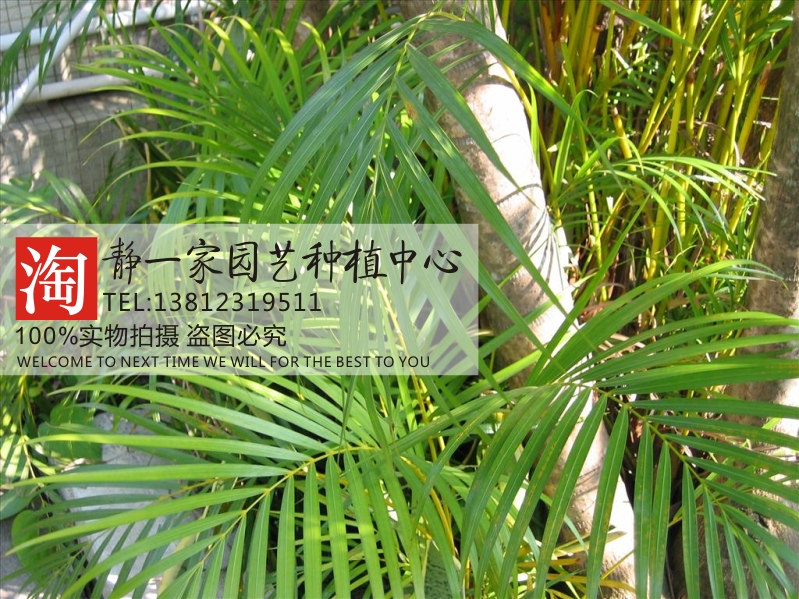 散尾葵种子批发 黄椰子种子 凤尾竹 紫葵 盆栽种子林木绿化种子