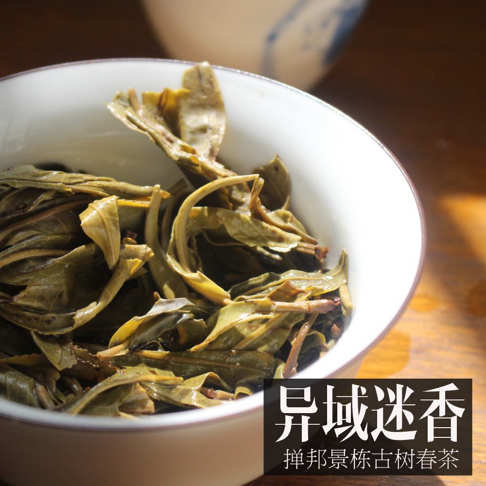 【缅甸景栋古树茶 】缅甸古树茶2017年普洱茶春茶 200