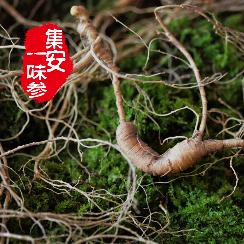 林下野山参野生土人参新鲜林下籽货东北特产泡酒保鲜参送参苗包邮