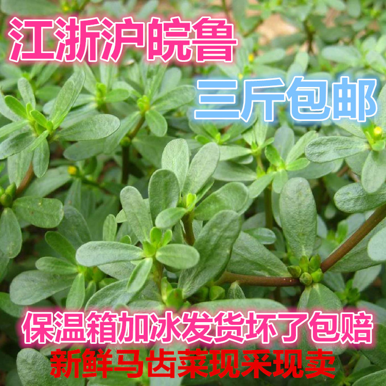 现采纯野菜马齿菜新鲜蔬菜药材长寿菜五行草面膜美食菜小吃菜包邮