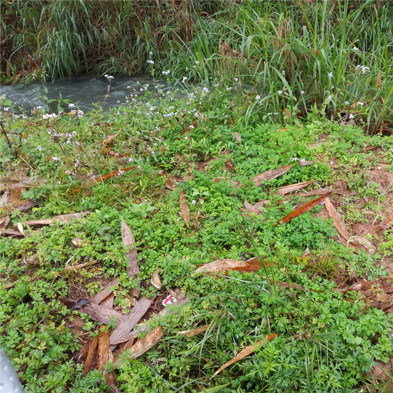 野生食用泡脚艾草苗艾草根苗种子种苗阳台盆栽驱蚊艾苗艾叶苗包邮