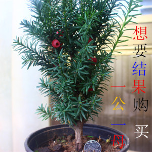 盆栽红豆杉苗 南北方曼地亚红豆已售40件 ￥ 4.0 ￥4.0(10折) 包邮