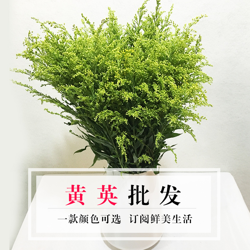 云南鲜花批发黄英10支扎新鲜同城速递 (本款不在2扎包邮范围)